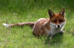 How can you help wildlife during hot weather?