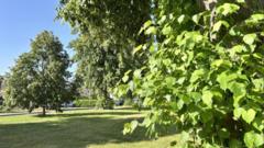 Why some trees might fall during extreme heat