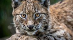 Lynx reintroduction plans opposed by councillors