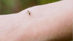 Why are thousands of mosquitoes being released in Washington DC?