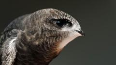 Cambridge college swift boxes used for first time