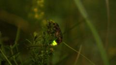 The nature reserve where 'magical' glow worms thrive