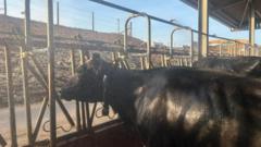 How cow showers and fans help farmers keep cattle cool