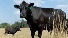 What's causing record high US beef prices?