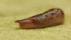 Slug sleuths on the trail of gorging gastropods