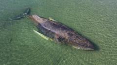 Whale found dead near Danish island after German rescue operation