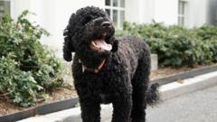Obamas' 'fiery and gorgeous' dog Sunny dies