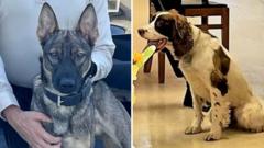 US officer charged after two police dogs die in hot patrol car