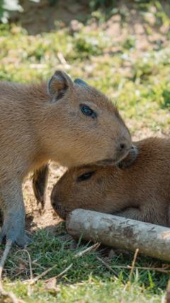 Two capybara pups born at Longleat