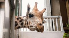 How a new arrival could help save rare giraffe
