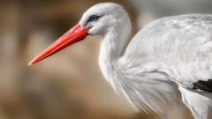 Study looks at reintroduction of storks in Britain