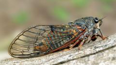 'It felt a bit James Bond': The mission to reintroduce a lost insect