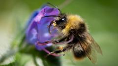 Bumblebees are struggling in UK heatwaves - but you can help them