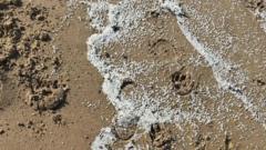 Only 28% of nurdles 'recovered', researchers say