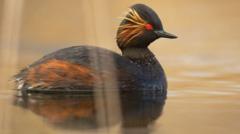 Restored wetland becomes haven for rare birds