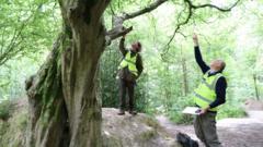 Woodlands project records more trees than expected