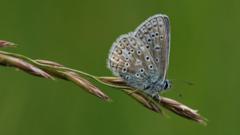 Residents urged to join nationwide butterfly count