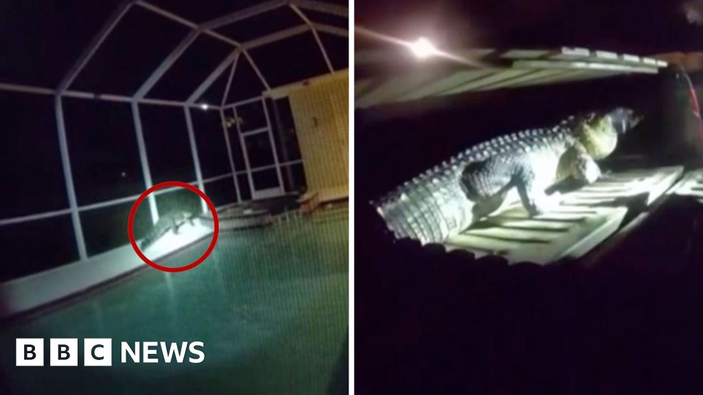 Watch: Cold-blooded trespasser found lurking in Florida pool