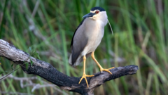 Rare night heron spotted at National Trust site