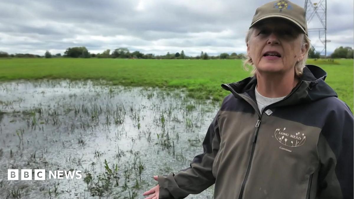 Burst pipe floods wildlife meadow for fourth time