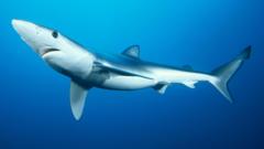 Shark scientists gets £1m to help protect them