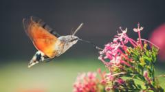 Have you seen the hummingbird hawk moth?