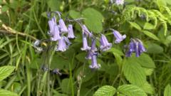 Walkers urged not to trample fragile bluebells
