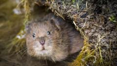 Water vole volunteers 'get very excited by flattened poo'
