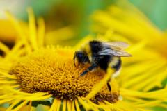 UK's bumblebees are struggling in heatwaves