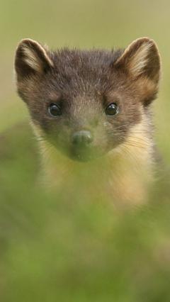 Pine marten babies born on Exmoor for first time in 100 years