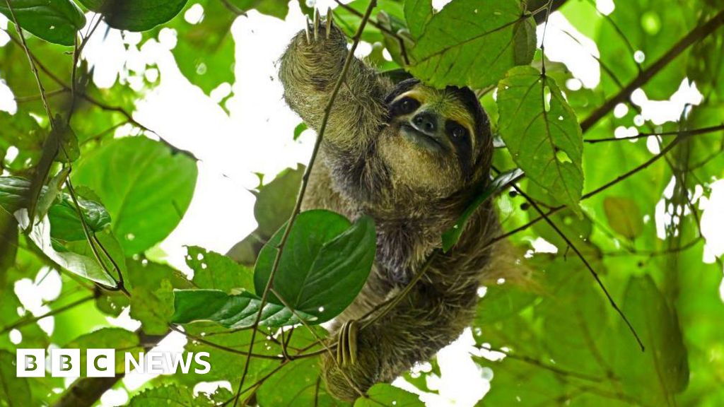 Dozens of sloths died before opening of Sloth World attraction in Florida