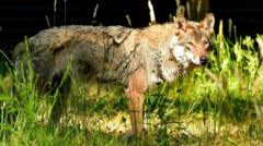Wolves return to park two years after pack deaths