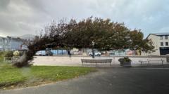 Wonky wych elm in County Down crowned Tree of the Year