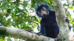 Watch: What we know about newly discovered monkey species