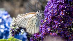 Zoo repopulating one of UK's rarest butterflies