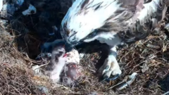 First osprey chick of the year hatches