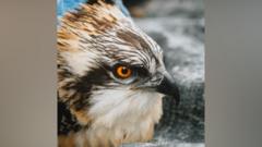 Record number of osprey chicks for nature reserve