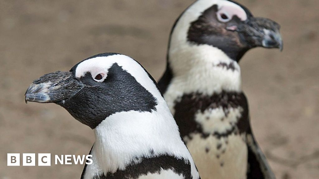 Why Namibia's green energy dream could be a red flag for penguins