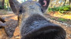 'Cheeky' pigs restore heathland on island reserve