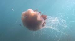 Giant jellyfish with '40ft tentacles' captured on camera off coast