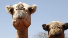 Even camels can't cope: Africa's ships of the desert hit by rising temperatures