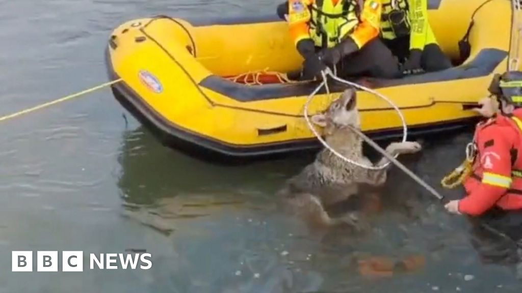 Watch: Moment wolf rescued from canal in northern Italy