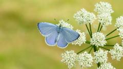 Britain 'set for bumper year' for butterflies