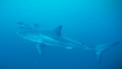Rare footage captured of Great White shark in Mediterranean Sea
