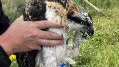Ospreys hatch at nature reserve for first time