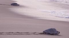 Mass nesting brings swarms of turtles to Mexican beach