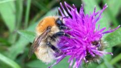 Bumblebee project seeking to help rare species