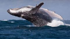 Whales could be harmed by diverted ships avoiding Middle East, scientists warn