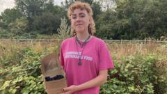 'We are rescuing unpicked blackberries'