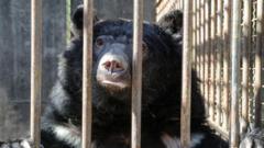 Rescued bears cleared for 5,500-mile Suffolk flight